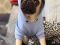 Pug erkek