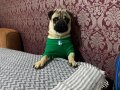 Pug erkek