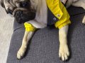 Pug erkek