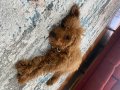 4 AYLIK ERKEK POODLE 17 puan