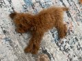 4 AYLIK ERKEK POODLE 17 puan