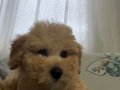 Tüm aşıları tam 3 aylık toy poodle