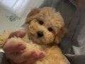 Tüm aşıları tam 3 aylık toy poodle