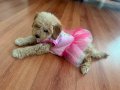 Tüm aşıları tam 3 aylık toy poodle