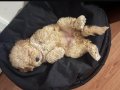 Tüm aşıları tam 3 aylık toy poodle