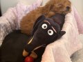 Toy Poodle yavru melek kızımız