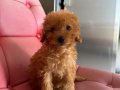Toy Poodle yavru melek kızımız