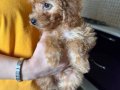 Toy Poodle yavru melek kızımız