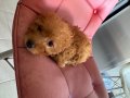 Toy Poodle yavru melek kızımız