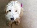 6 yavru kardeş Maltipoo