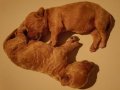 6 yavru kardeş Maltipoo