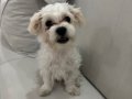 Maltese Terrier 4 Aylık Aşıları Tam 