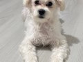 Maltese Terrier 4 Aylık Aşıları Tam 
