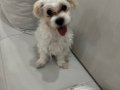 Maltese Terrier 4 Aylık Aşıları Tam 