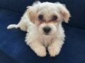 Maltese Terrier 4 Aylık Aşıları Tam 