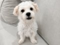 Maltese Terrier 4 Aylık Aşıları Tam 