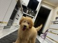 Sevgi Dolu 6 Aylık Erkek Poodle 