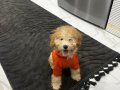 Sevgi Dolu 6 Aylık Erkek Poodle 