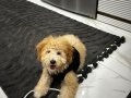Sevgi Dolu 6 Aylık Erkek Poodle 