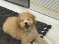 Sevgi Dolu 6 Aylık Erkek Poodle 