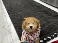 Sevgi Dolu 6 Aylık Erkek Poodle 