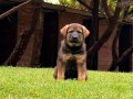 sable anne ve bicolor babadan alman çoban köpeği yavruları