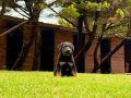 sable anne ve bicolor babadan alman çoban köpeği yavruları