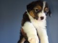 Bordercollie bebekler 