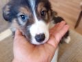 Bordercollie bebekler 