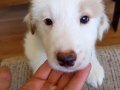 Bordercollie bebekler 