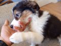 Bordercollie bebekler 