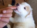 Bordercollie bebekler 