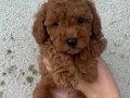 Mini Poodle Erkek Yavrular Yeni Ailelerini Arıyor