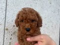 Mini Poodle Erkek Yavrular Yeni Ailelerini Arıyor