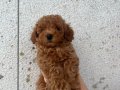 Mini Poodle Erkek Yavrular Yeni Ailelerini Arıyor