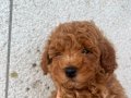 Mini Poodle Erkek Yavrular Yeni Ailelerini Arıyor