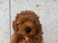 Mini Poodle Erkek Yavrular Yeni Ailelerini Arıyor