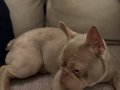 1 yaşında french bulldog