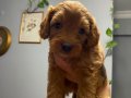 36 günlük 4 Adet Erkek Toy Poodle 