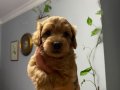 36 günlük 4 Adet Erkek Toy Poodle 