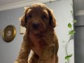 36 günlük 4 Adet Erkek Toy Poodle 