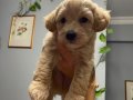 36 günlük 4 Adet Erkek Toy Poodle 