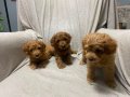 Toy poodle bebeklerimiz