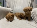 Toy poodle bebeklerimiz