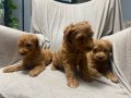 Toy poodle bebeklerimiz