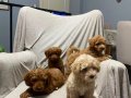 Toy poodle bebeklerimiz