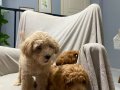 Toy poodle bebeklerimiz