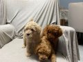 Toy poodle bebeklerimiz