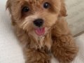 3,5 aylık dünya tatlısı maltipoo