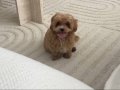 3,5 aylık dünya tatlısı maltipoo